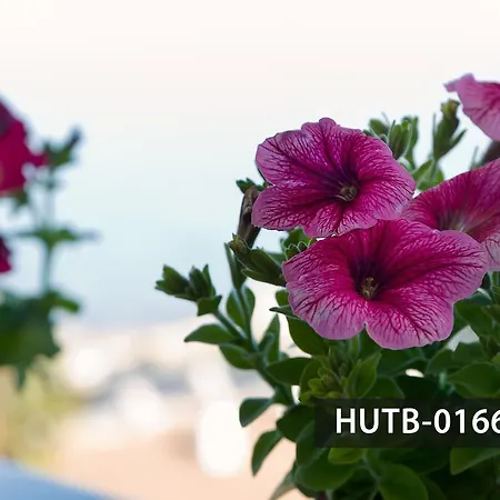 Beach Aiguadolc's Apartman Sitges